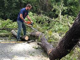 Best Stump Grinding and Removal  in Galena, KS