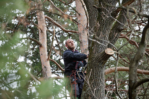 How Our Tree Care Process Works  in  Galena, KS